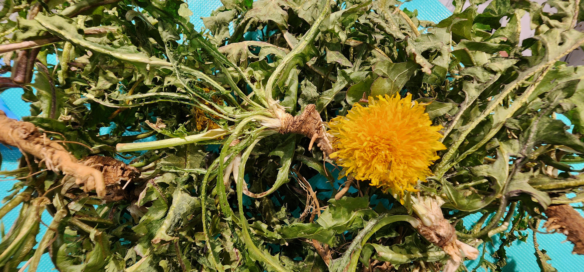 Freeze Dried Dandelions