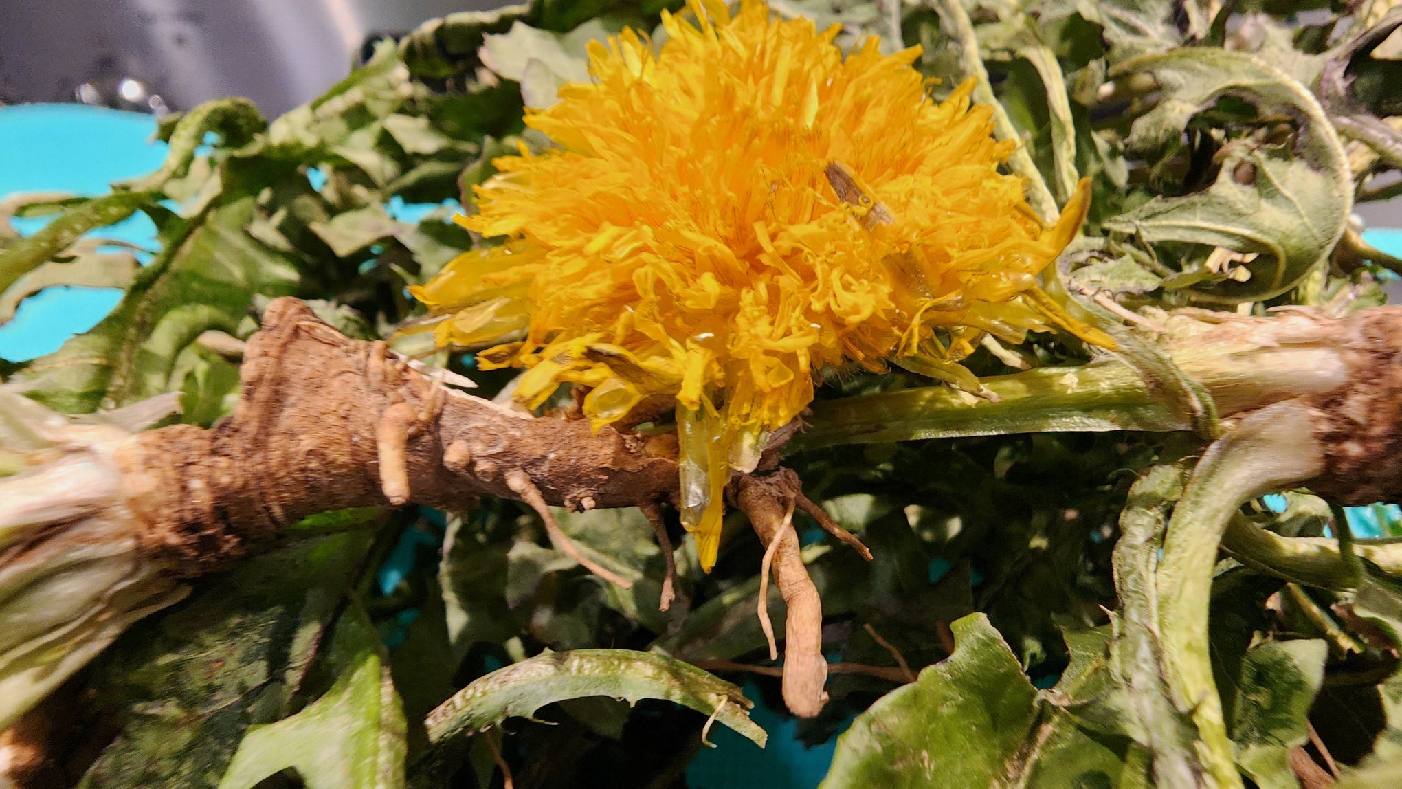 Freeze Dried Dandelions