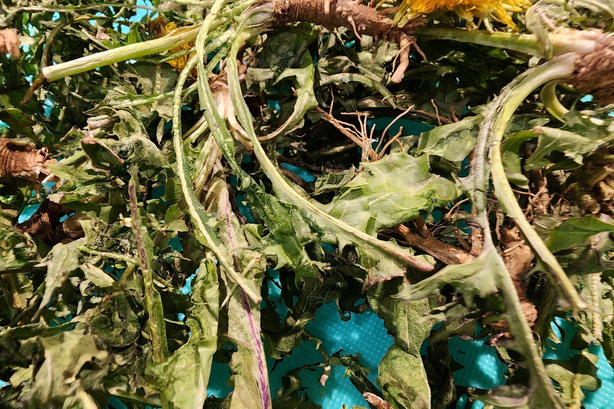 Freeze Dried Dandelions